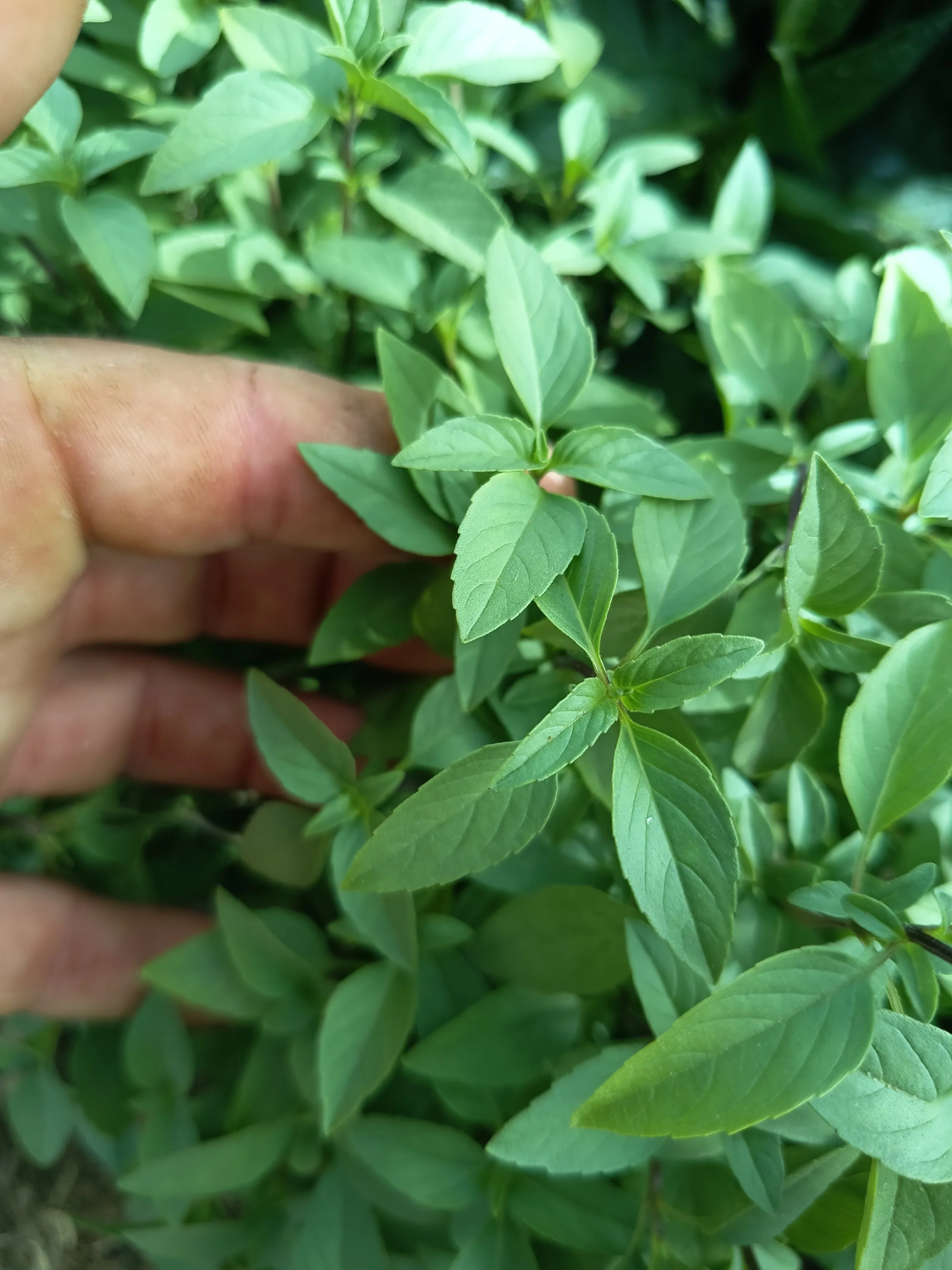 Albahaca Thai Siam
