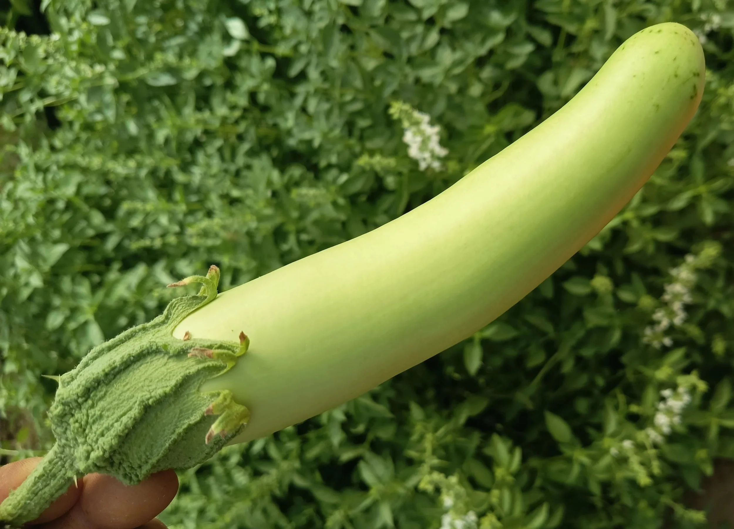Berenjena Larga Verde