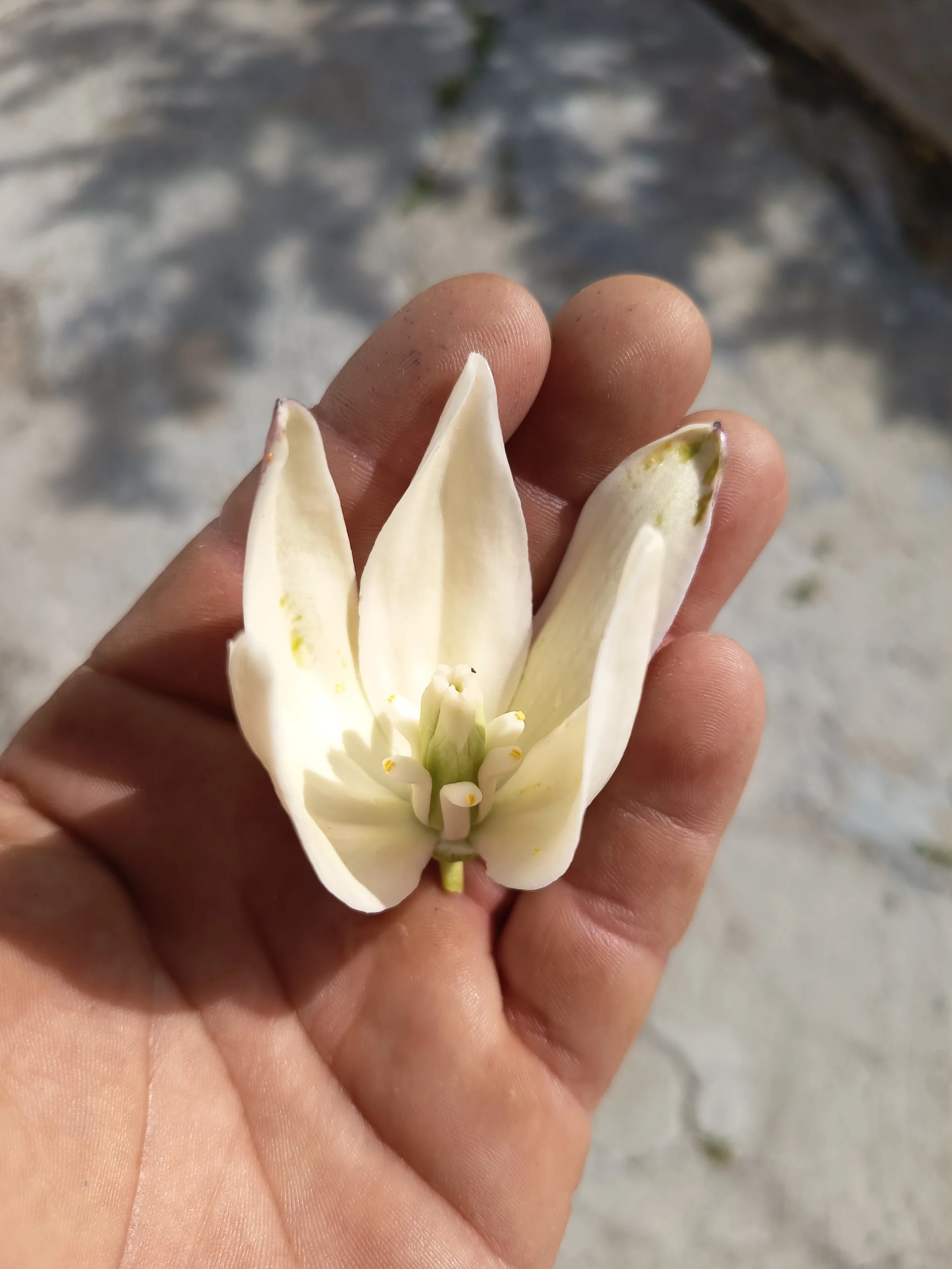 Flor de Yuca