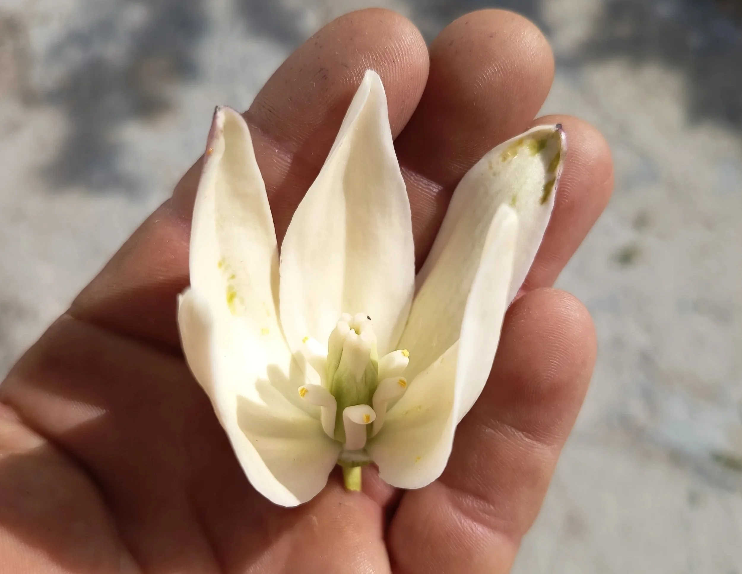Flor de Yuca