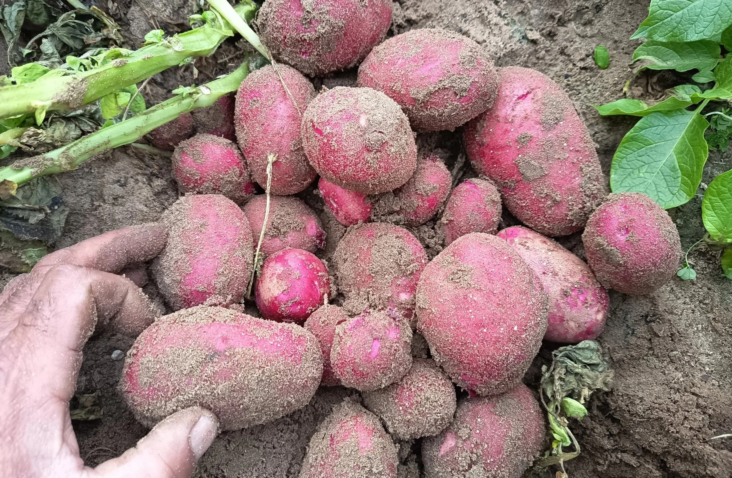 PAPAS GOURMET DE SANLÚCAR