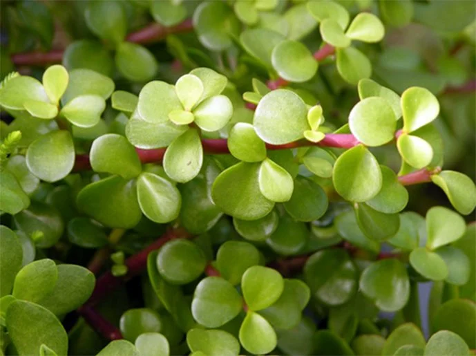 Spekboom /Faux Jade / Portulacaria afra