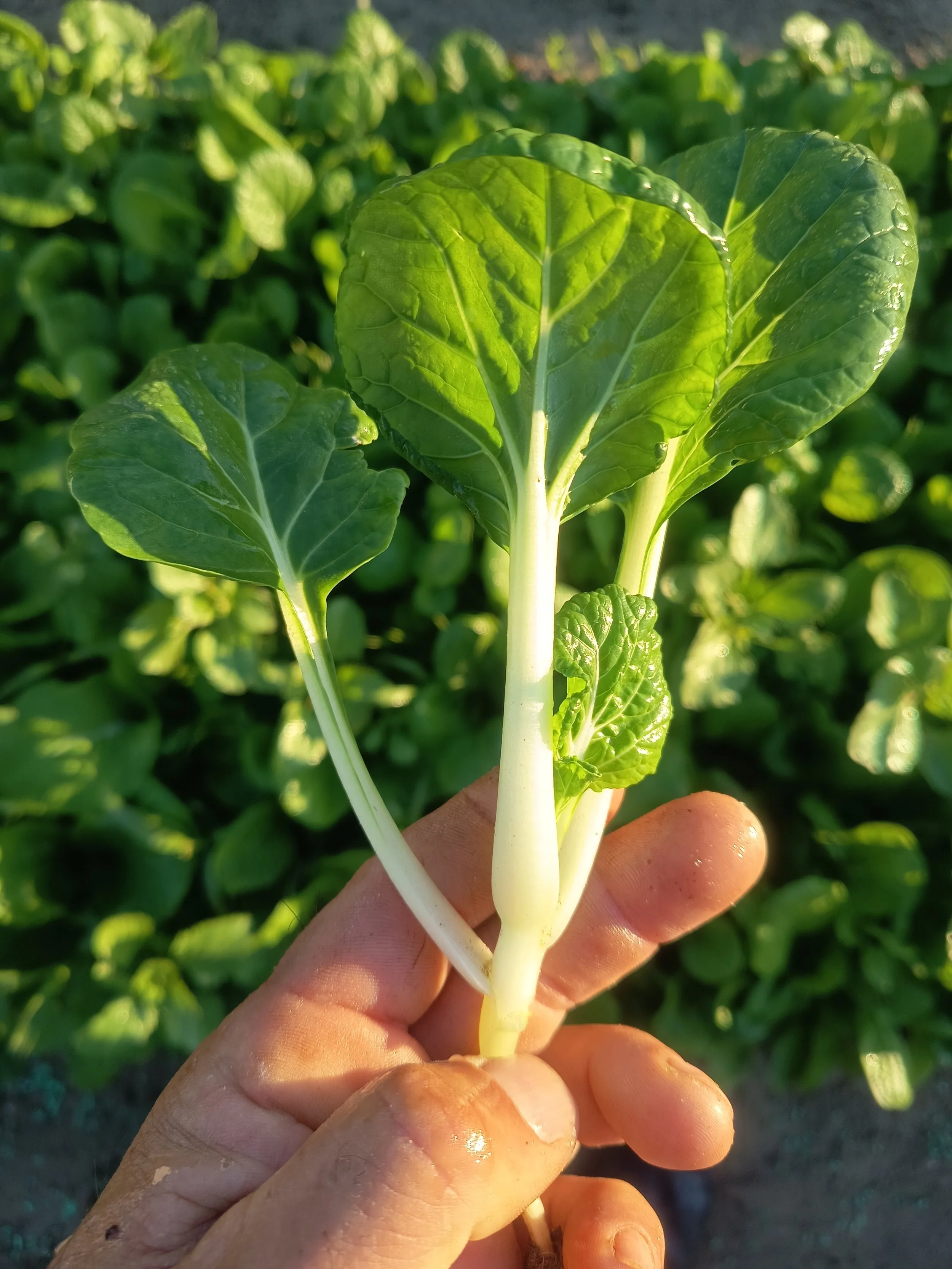 Espinaca Pak Choi Blanco
