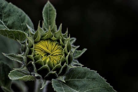 Sunflower Artichoke / Artichaut Tournesol
