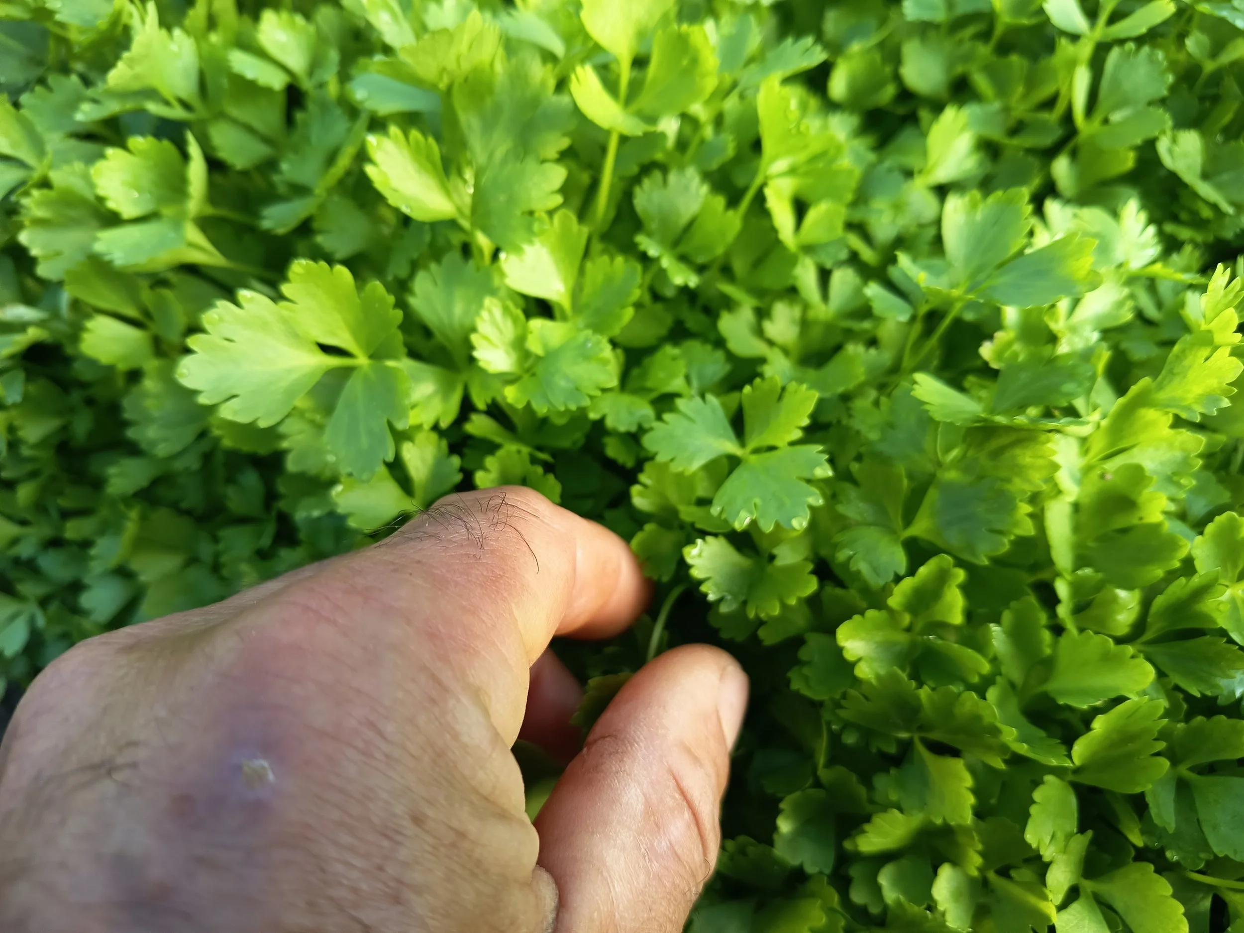 Apio Kinsai Amarillo Navazo Cultivo Desterrado Rafa Monge.jpg