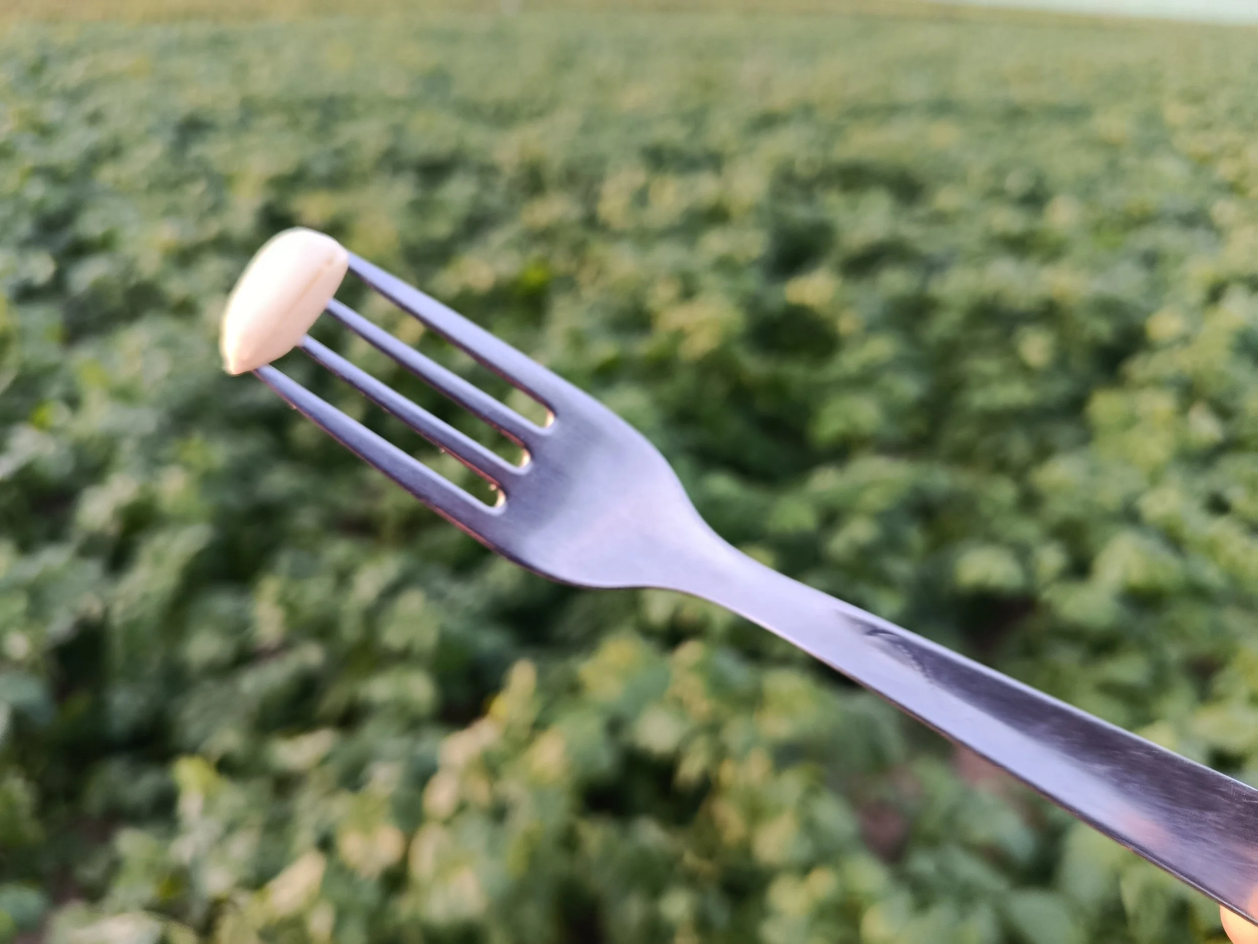 Tender Peanut / Cachuète Tender