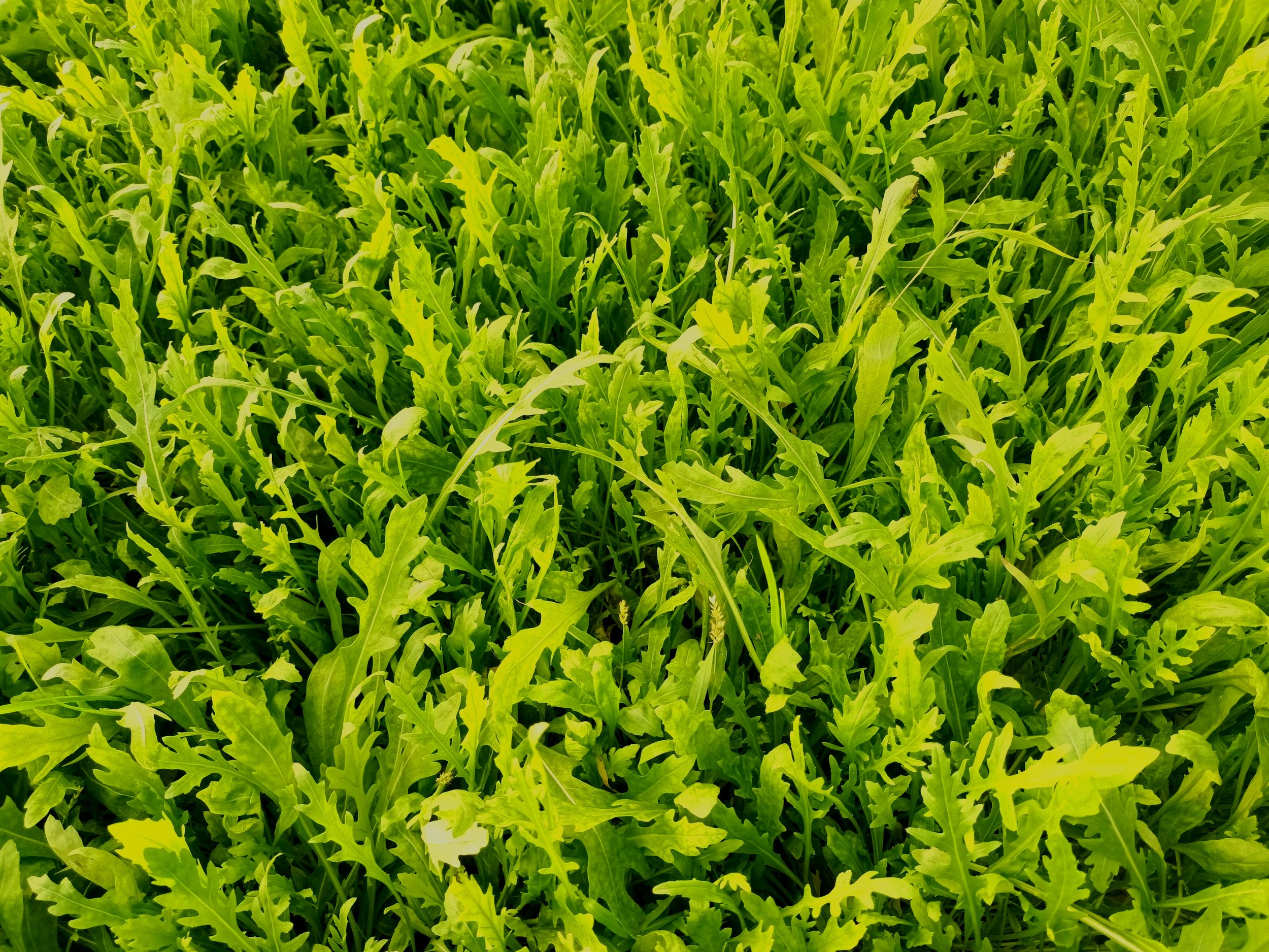 Rucula+Verde-Amarilla.jpg