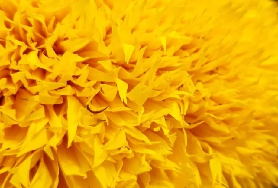Pétalos de Girasol