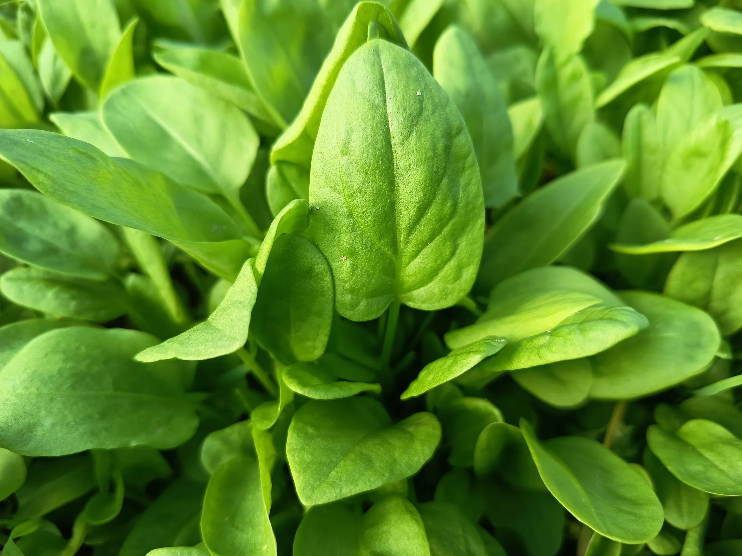 Acedera Verde Navazo Cultivo Desterrado Rafa Monge.jpg