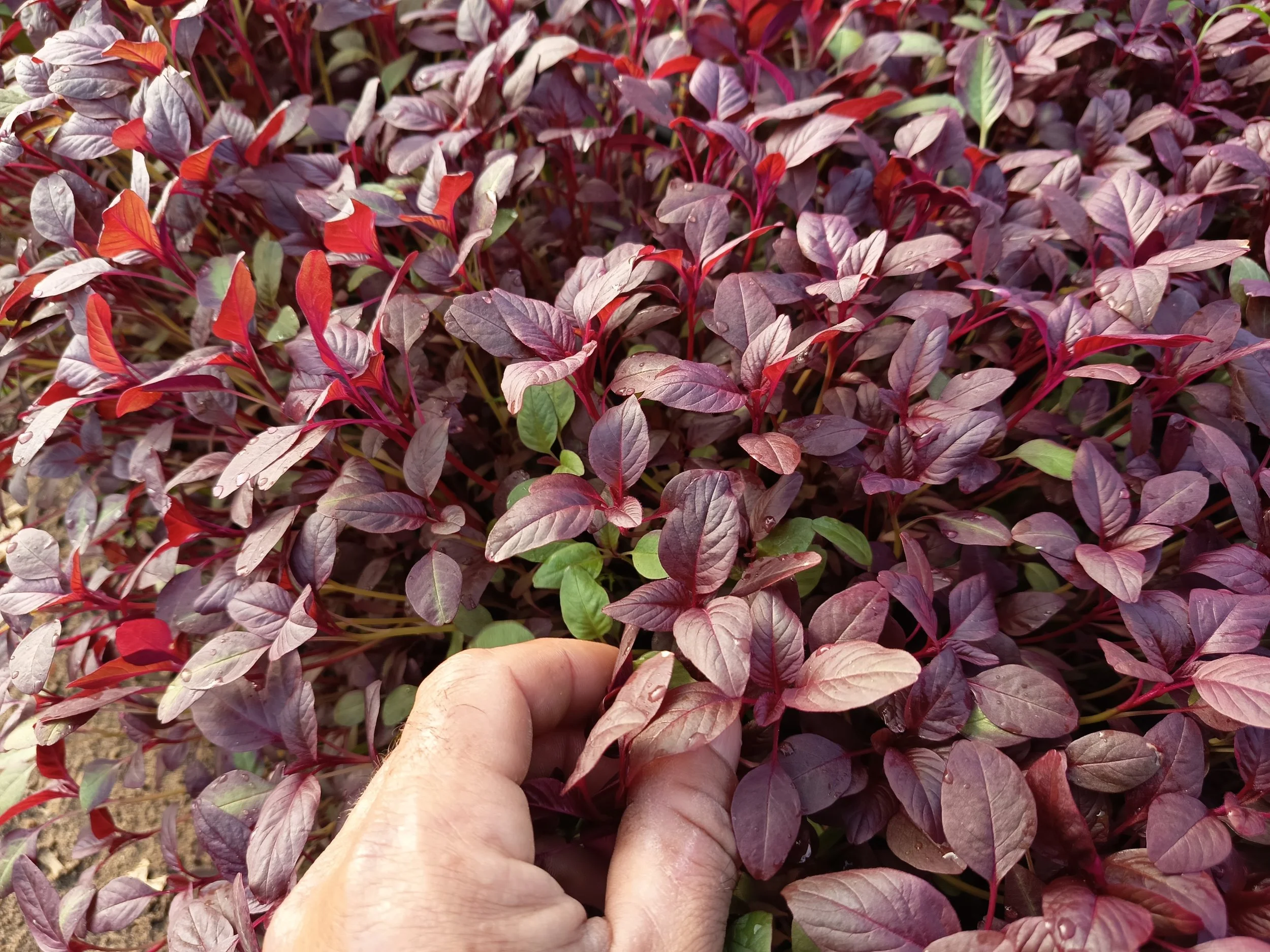 Amaranto Navazo Cultivo Desterrado Rafa Monge.jpg