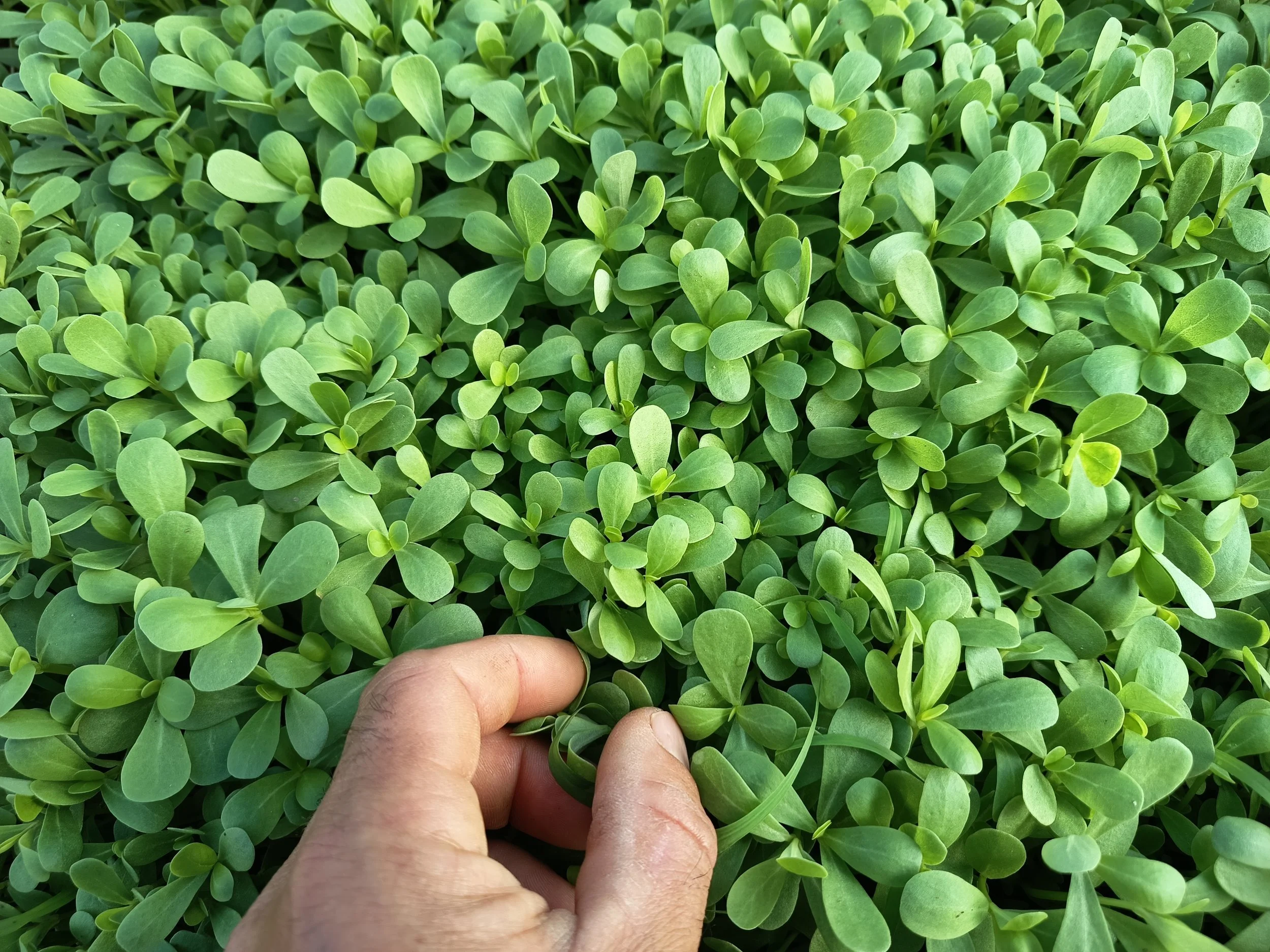 VerdolagaNavazo Cultivo Desterrado Rafa Monge.jpg