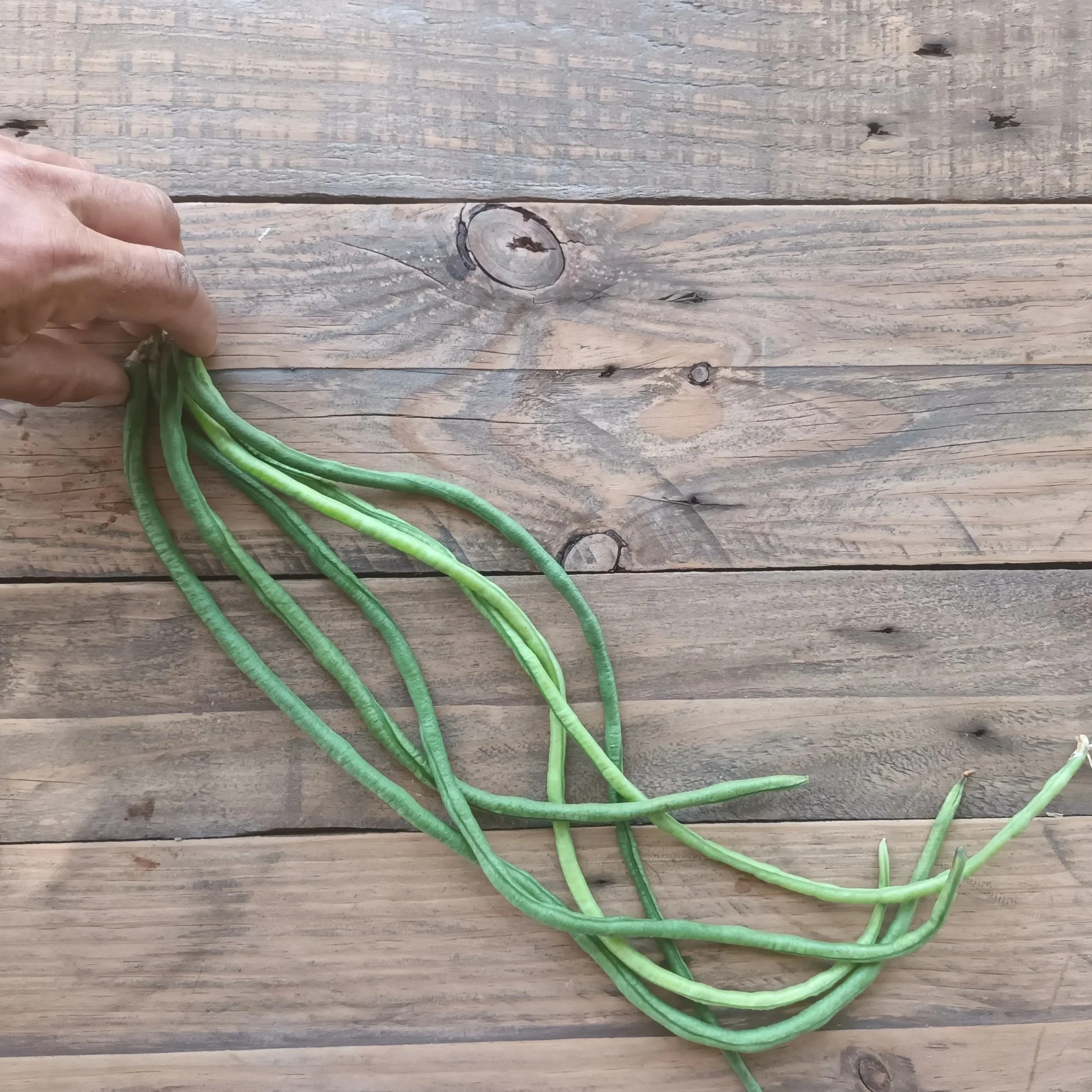 Chinese Long Bean /  Haricots Longs Chinois