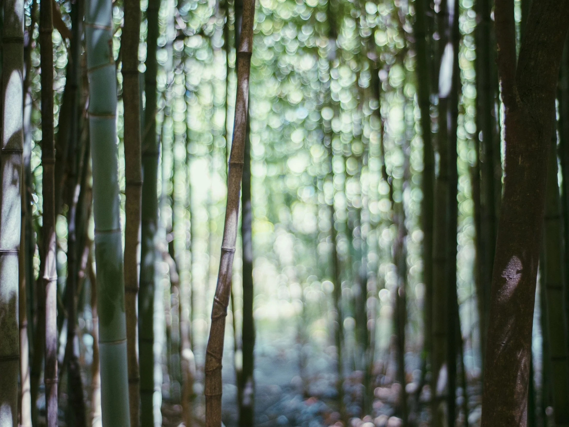 bamboo- light.jpg