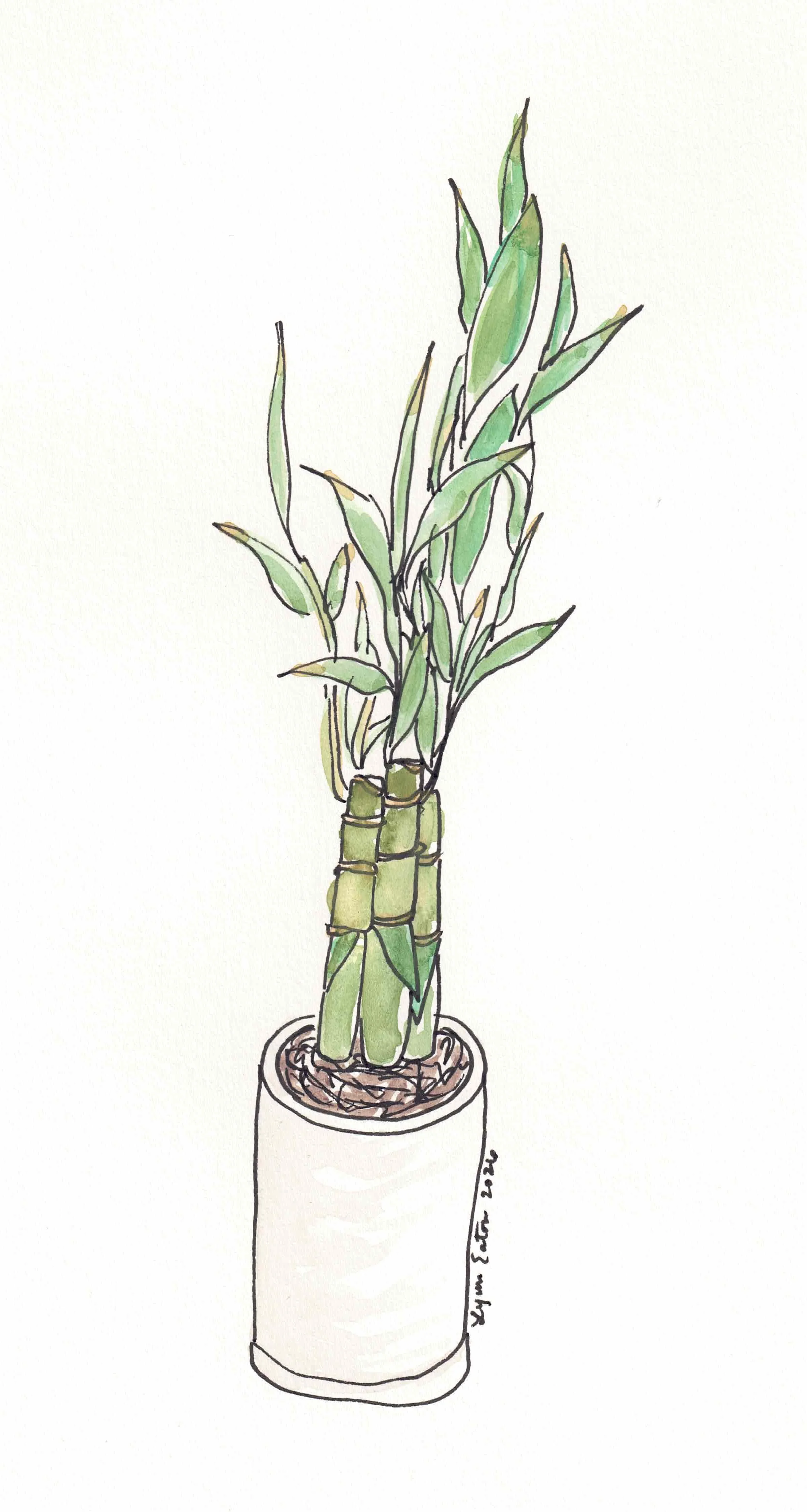 Lynn Eaton Dietitian Bamboo Nutrition