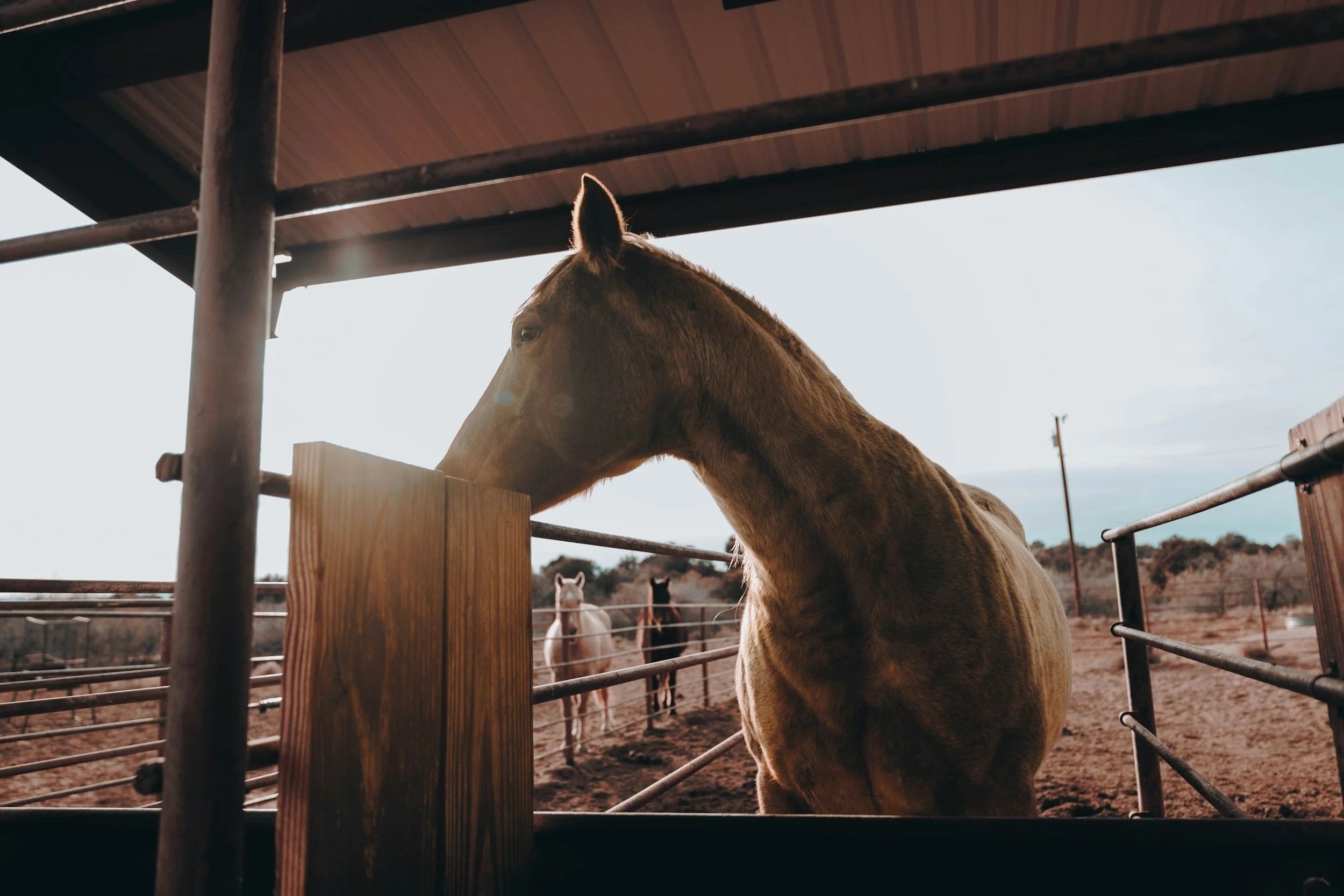 4 Ways to Target Your Property Listing to Horse Owners