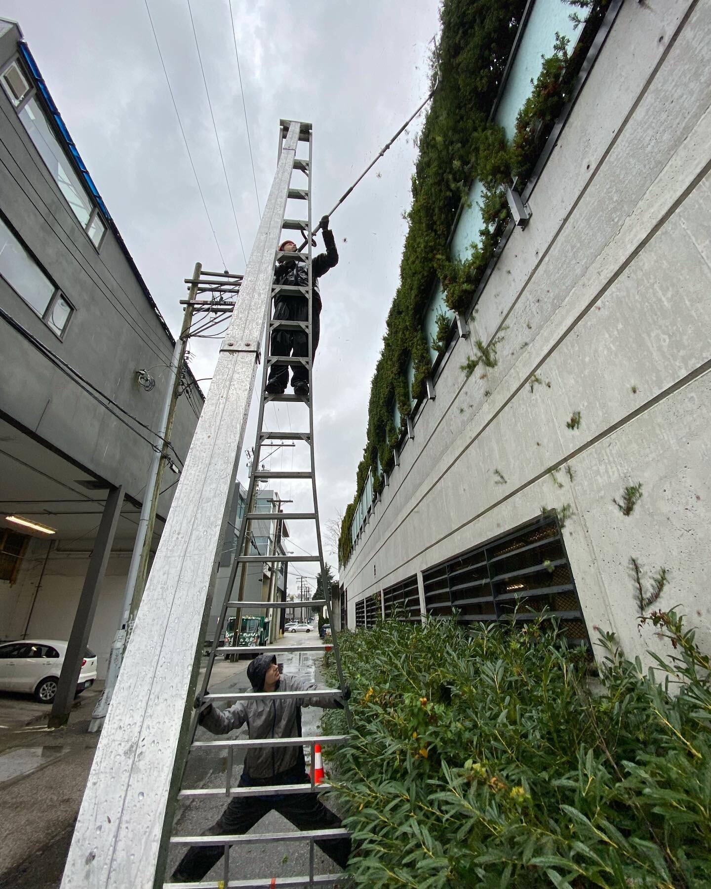 20ft ladder 🪜 no problem - David is on it ! 

#rakesandladders #20ft #landscapingvancouver #outdoorwork #rainyday #gardeninglife #vancouver #bc