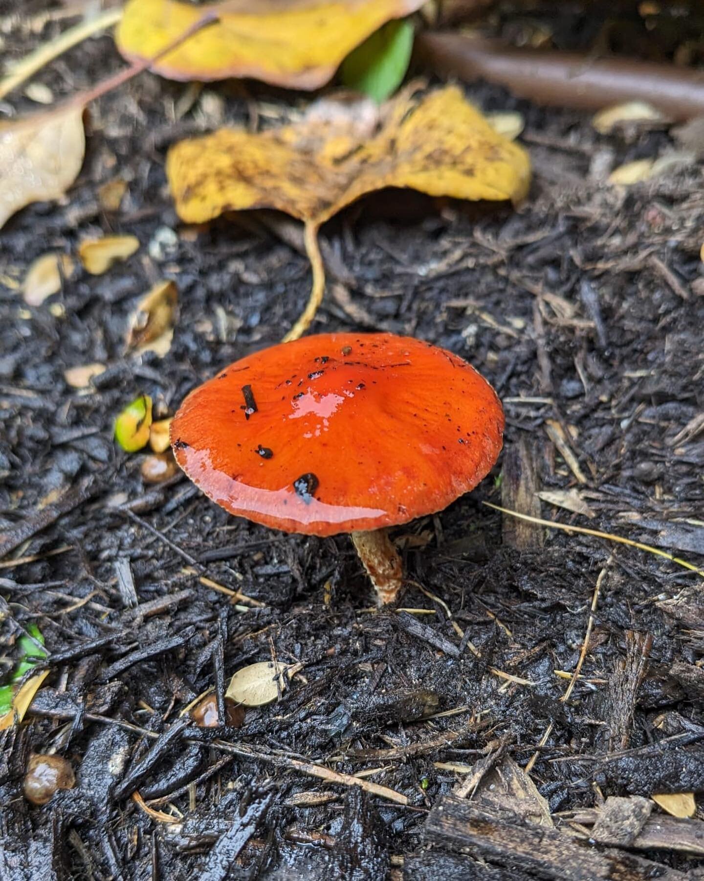 Mushrooms spotted on R&amp;L sites. Documented by Candice 🍄🍃

#mushrooms #leafseason #fall #rakesandladders #outdoorwork #vancouver #naturelovers #bc #outdoorphotography