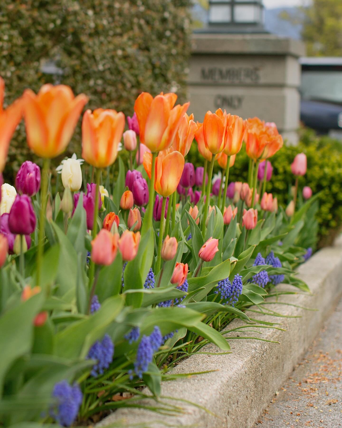 🌷🌷From winter bulbs to spring blooms🌷🌷

Our planting efforts have burst into a loveable display of tulips! 

We make it a yearly tradition to arrange and plant tulip bulbs in the Fall to brighten up the community and spread joy to all who pass by