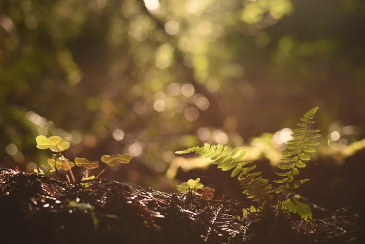 photo-1492453117483-3f94a0f36365.jpeg