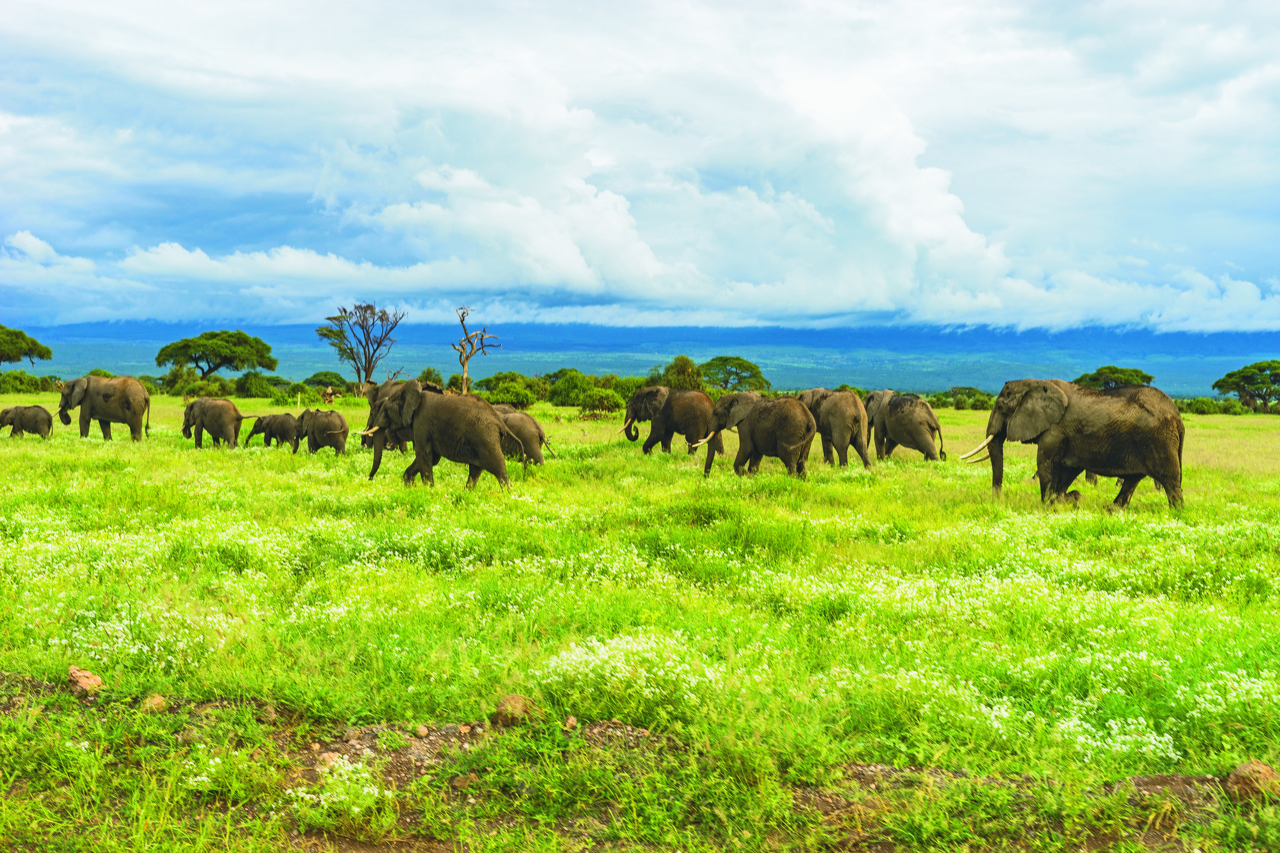 Kilimanjaro-safari.jpg