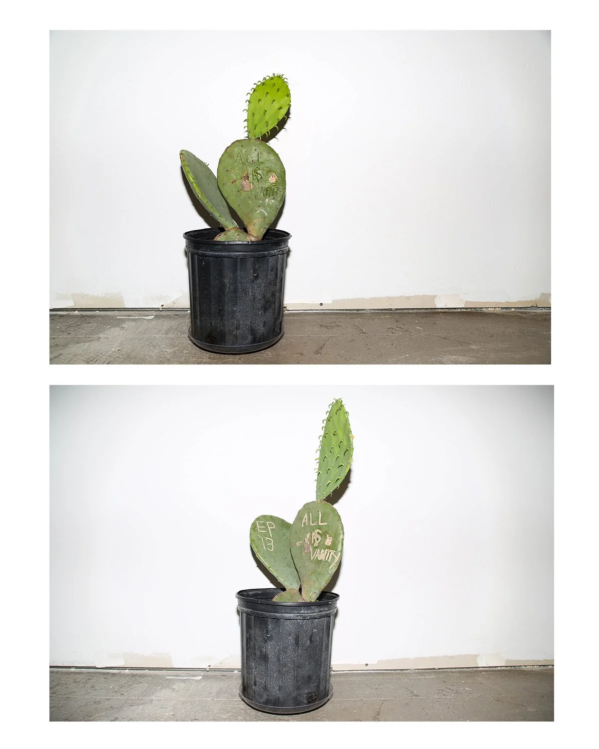 Cacti2.jpg