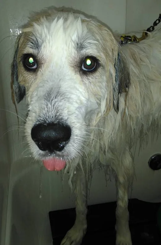 dogwash.jpg
