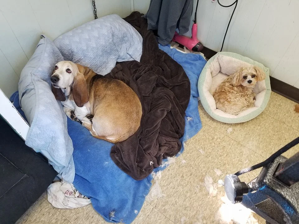pickles and saddie.jpg