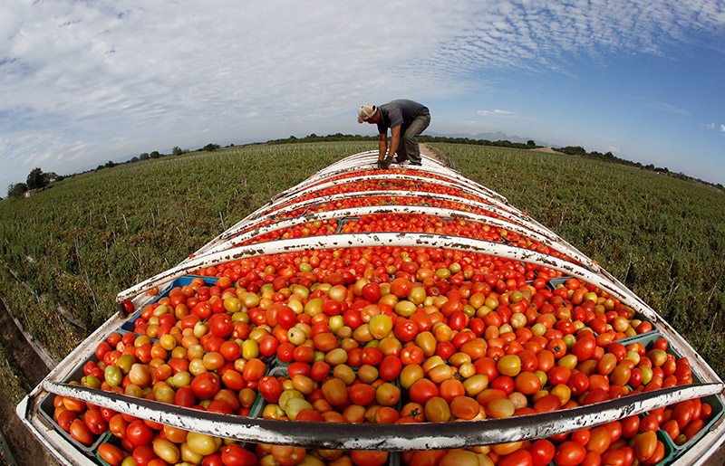 5_Bartletti_PRODUCE_OF_MEXICO.jpg
