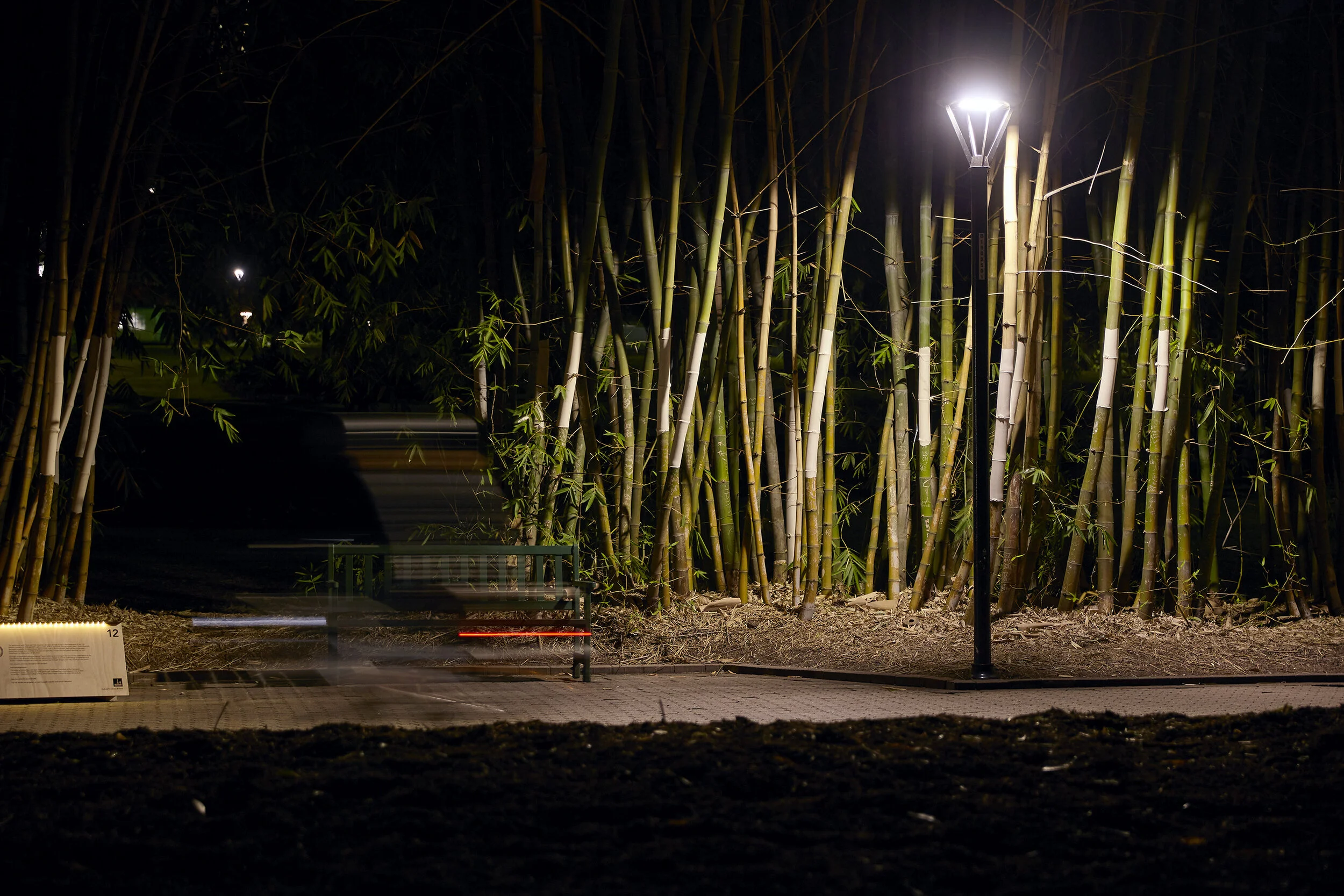 Botanica 2019 0456.jpg