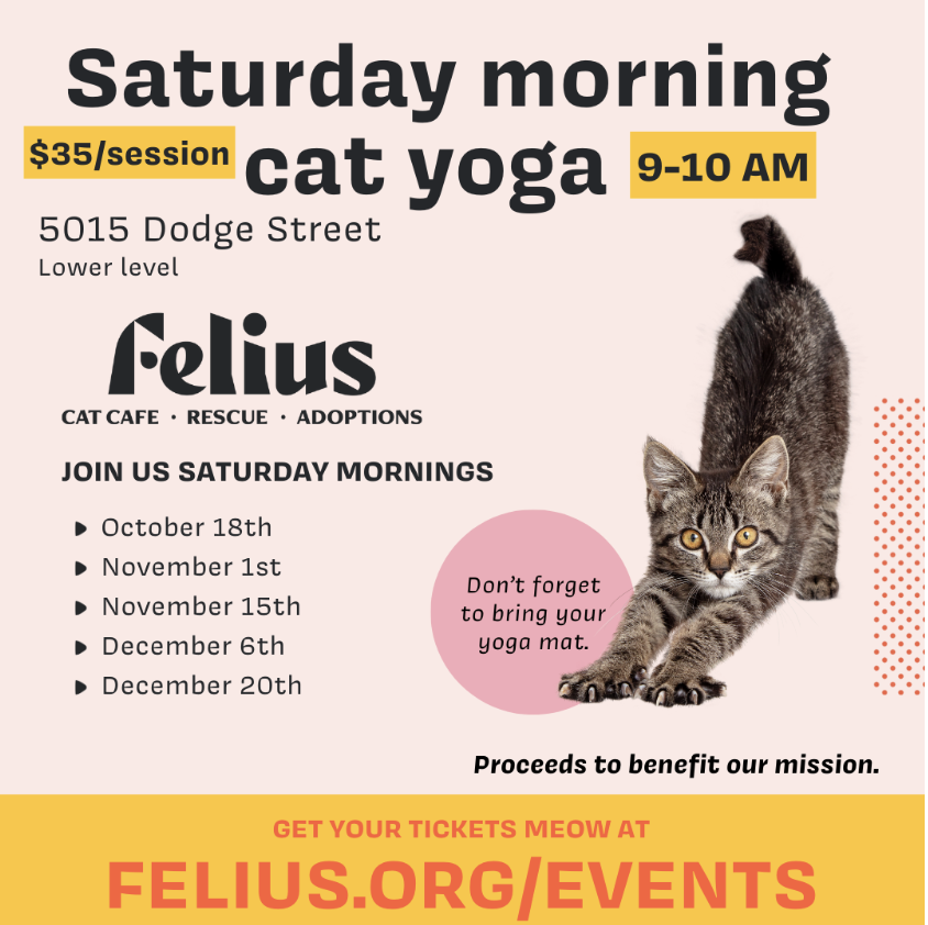 Saturday Morning Cat Yoga