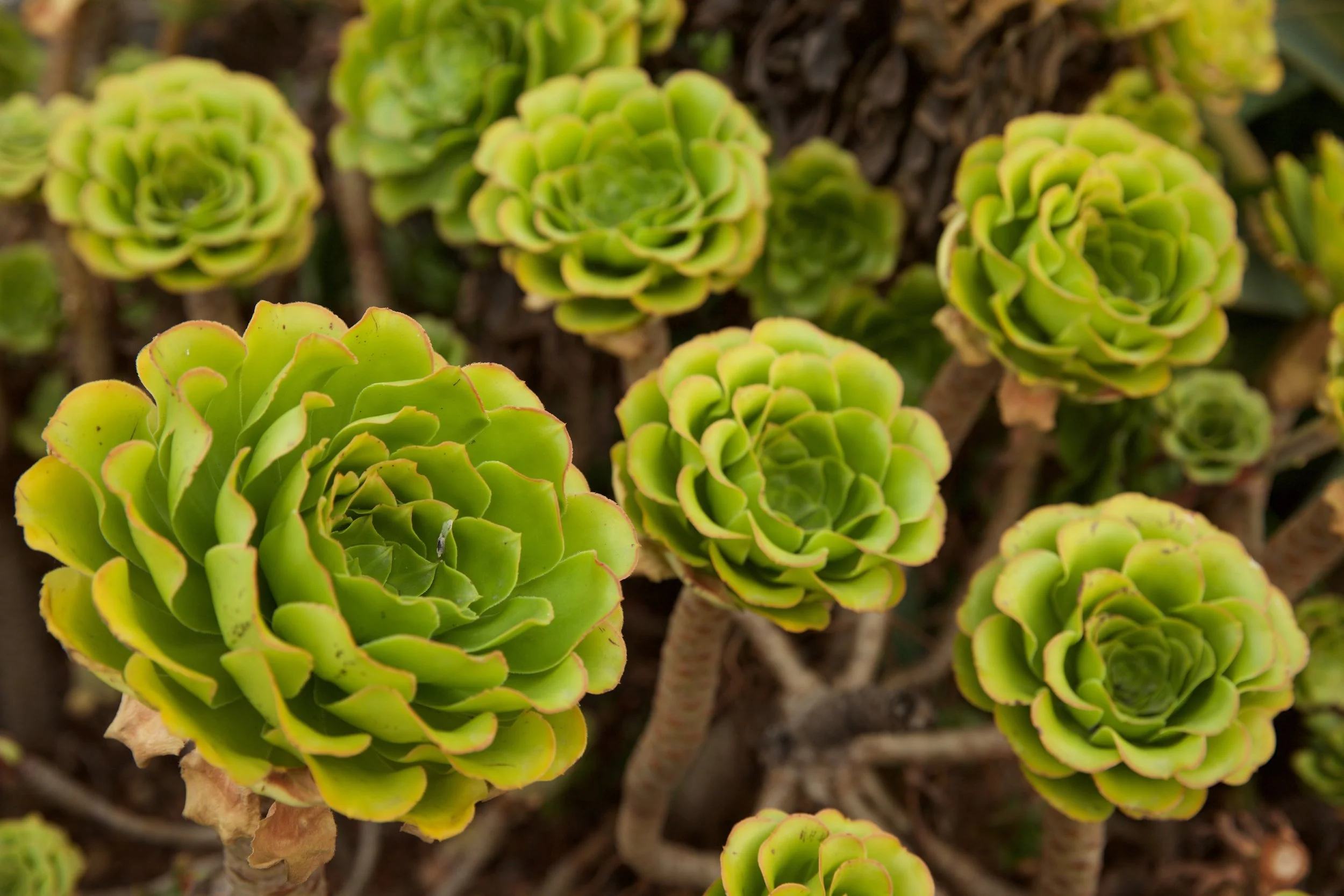  San Fransisco Succulents 