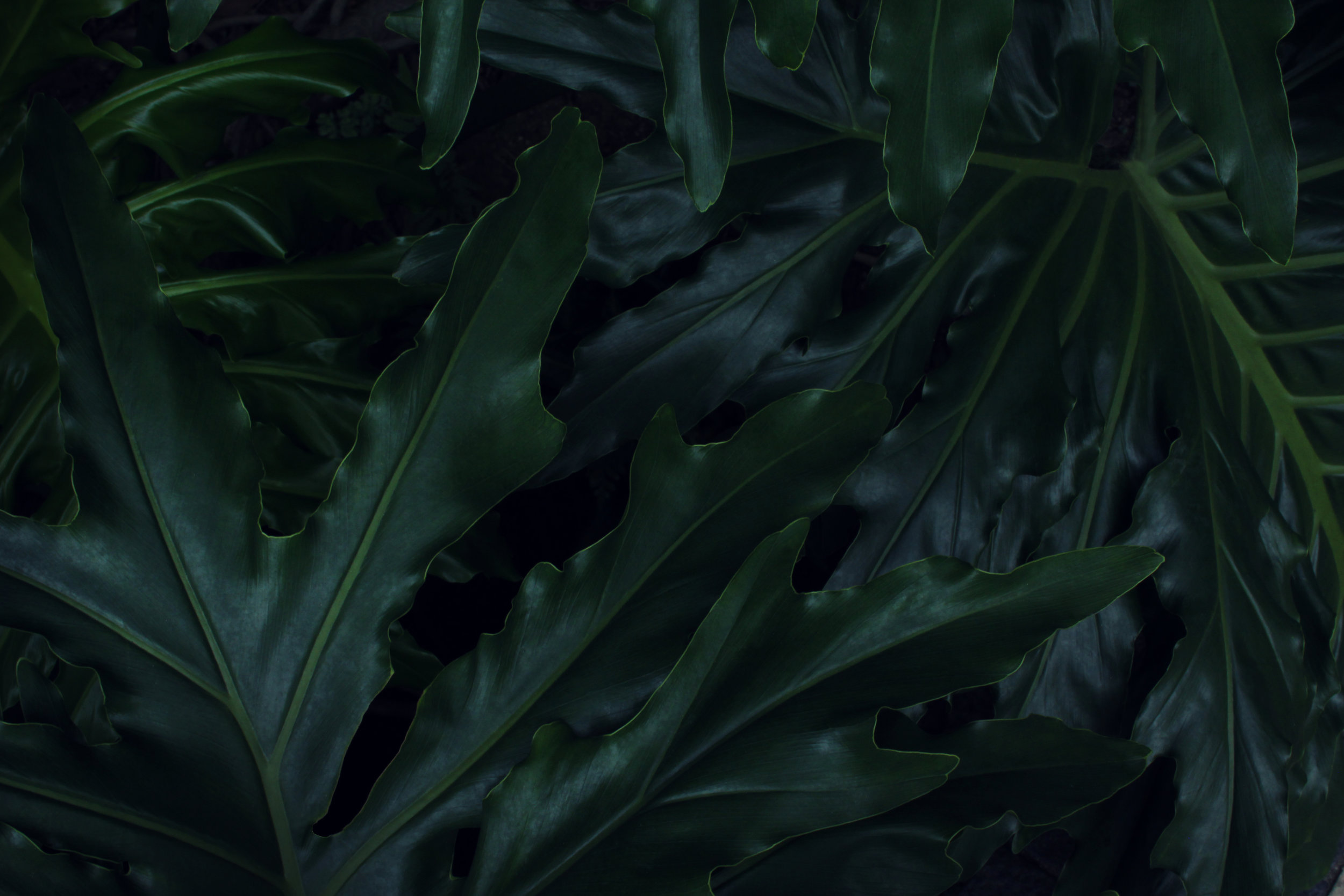 jungle_leaves_009.jpg