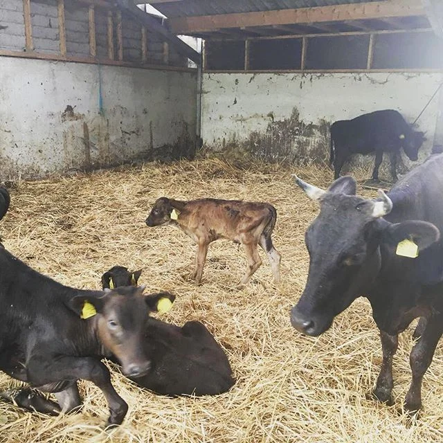 Fullblood Wagyu #wagyu #olivefedwagyubeef #olives #holland #dutch #farm