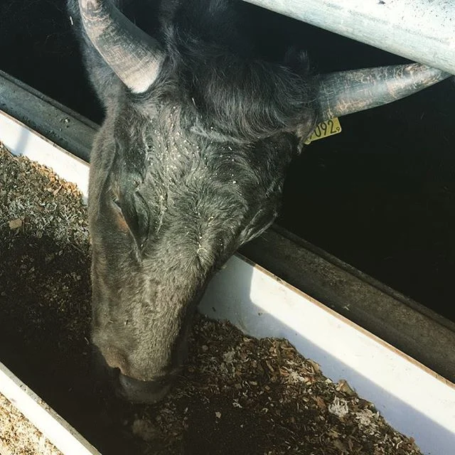 Wagyu loving his olive feed #Wagyu #beef #farm #olives #olivefeed #olivefedbeef#holland #olivewagyufarm #dutch #meat