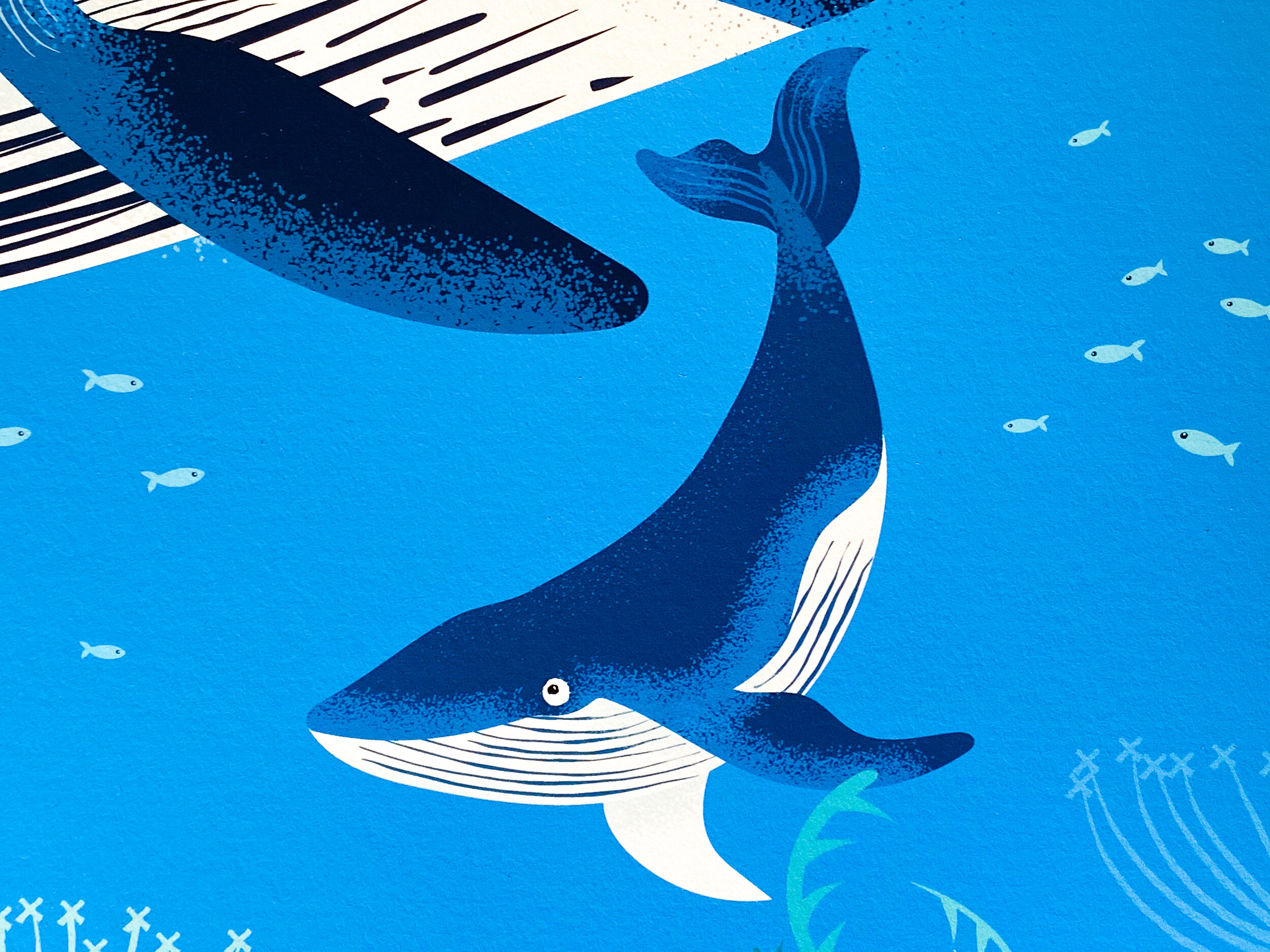max_baby_whale.jpg