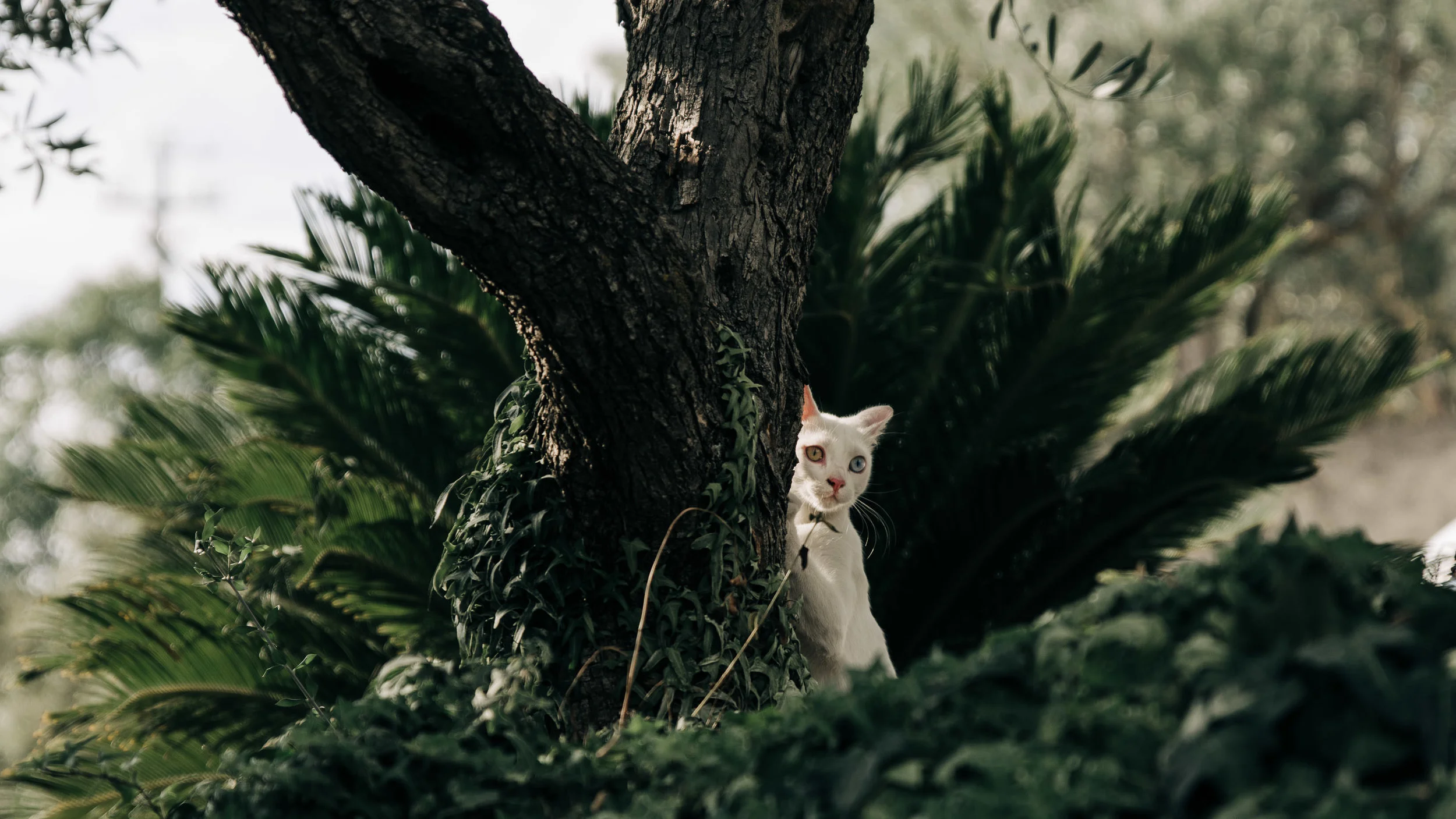 Cat_three_Sicilia_Travel_by_Aurelien_Guery.jpg