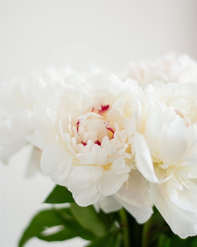 Peony plants are back in stock! They are budded and ready to bloom in a few days!