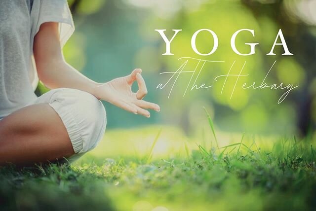 Outdoor, socially distant, all level yoga starts this Saturday at the Herbary at 9am! 
Classes are $15 each and a class reservation must be made ahead of time on our website https://bearcreekherbary.com/workshops-classes

See link for additional deta