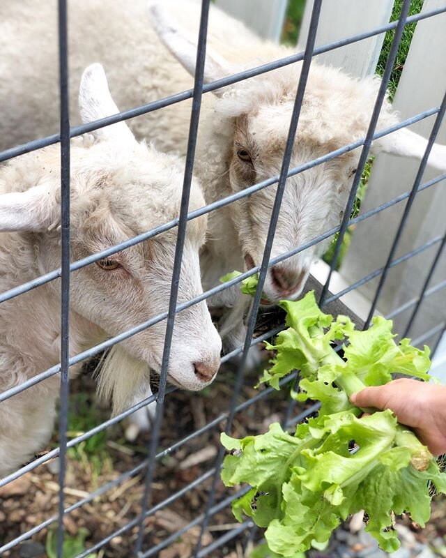 It&rsquo;s a good thing we grew a lot of lettuce and kale this year because our goat sisters are loving it! Come visit Thursday through Sunday from noon til 4! We&rsquo;re open! 
#theherbary #jerseyshore #jerseyshorelocal