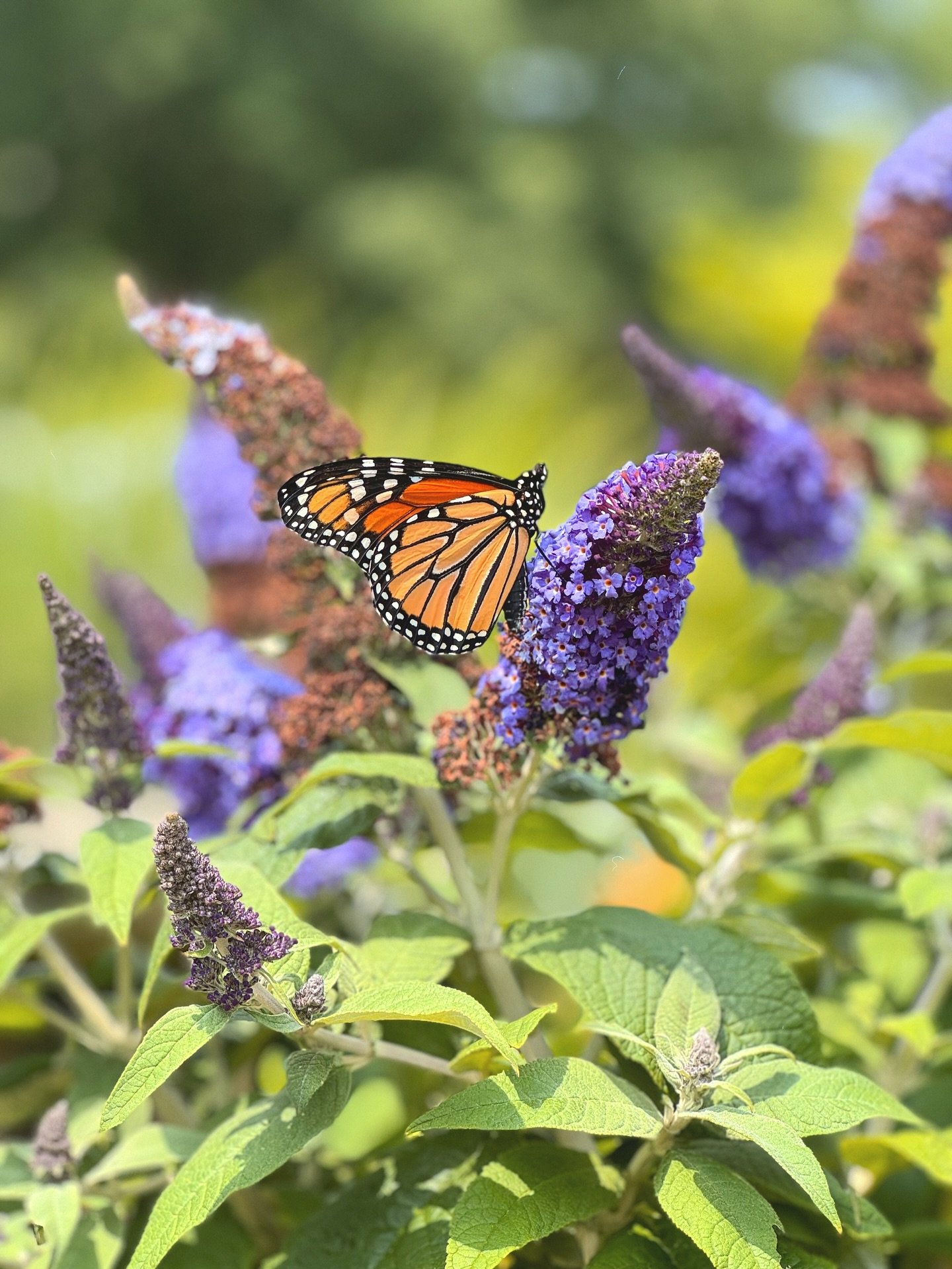 We love the butterflies and they love our blooming butterfly bushes! 🦋