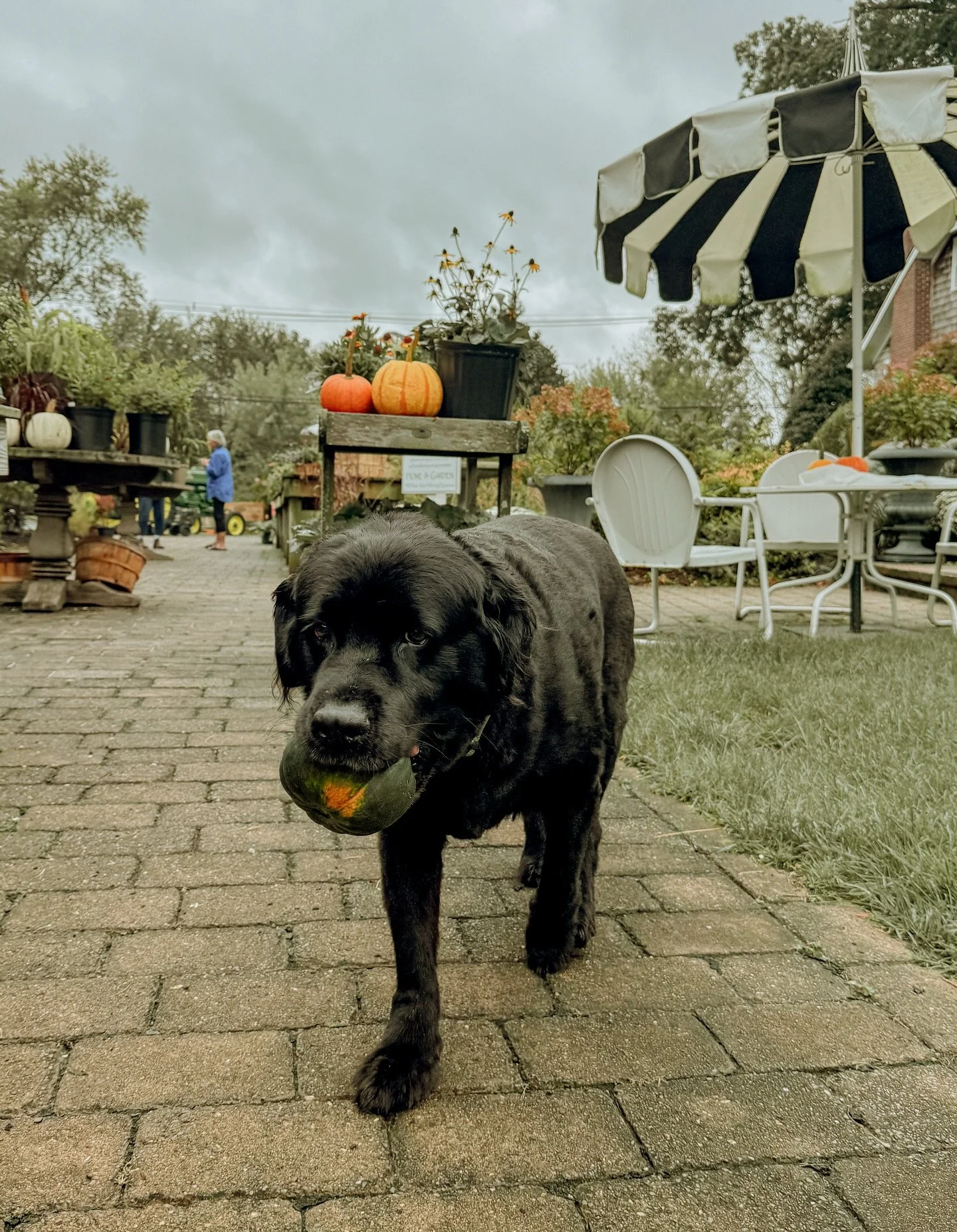 Monty stopped by and went pumpkin picking!