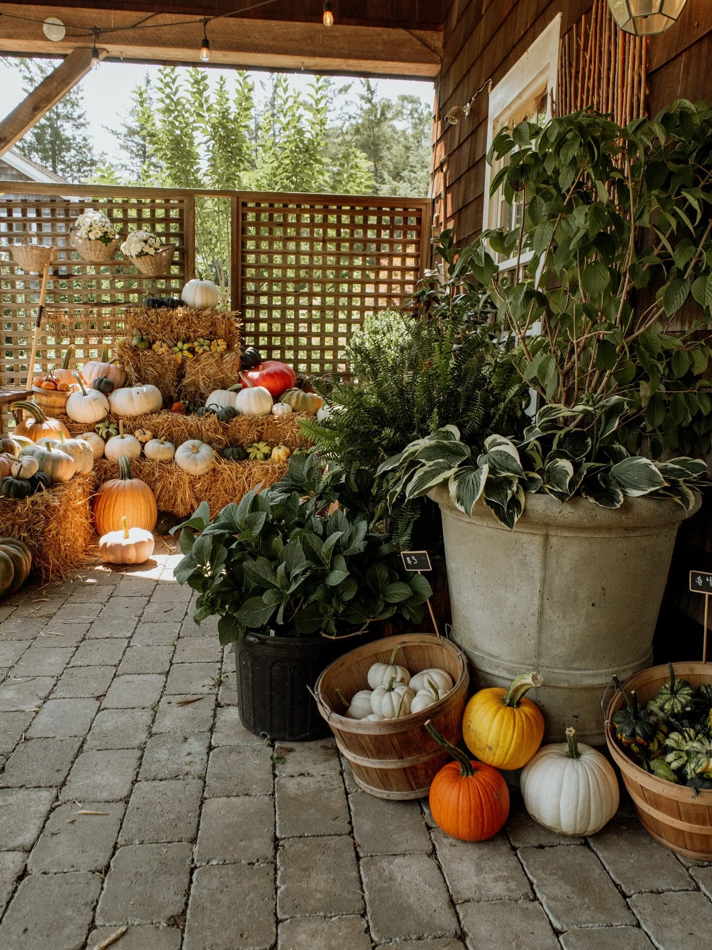 Starting now! Buy one pumpkin, get one free equal or smaller size 🎃