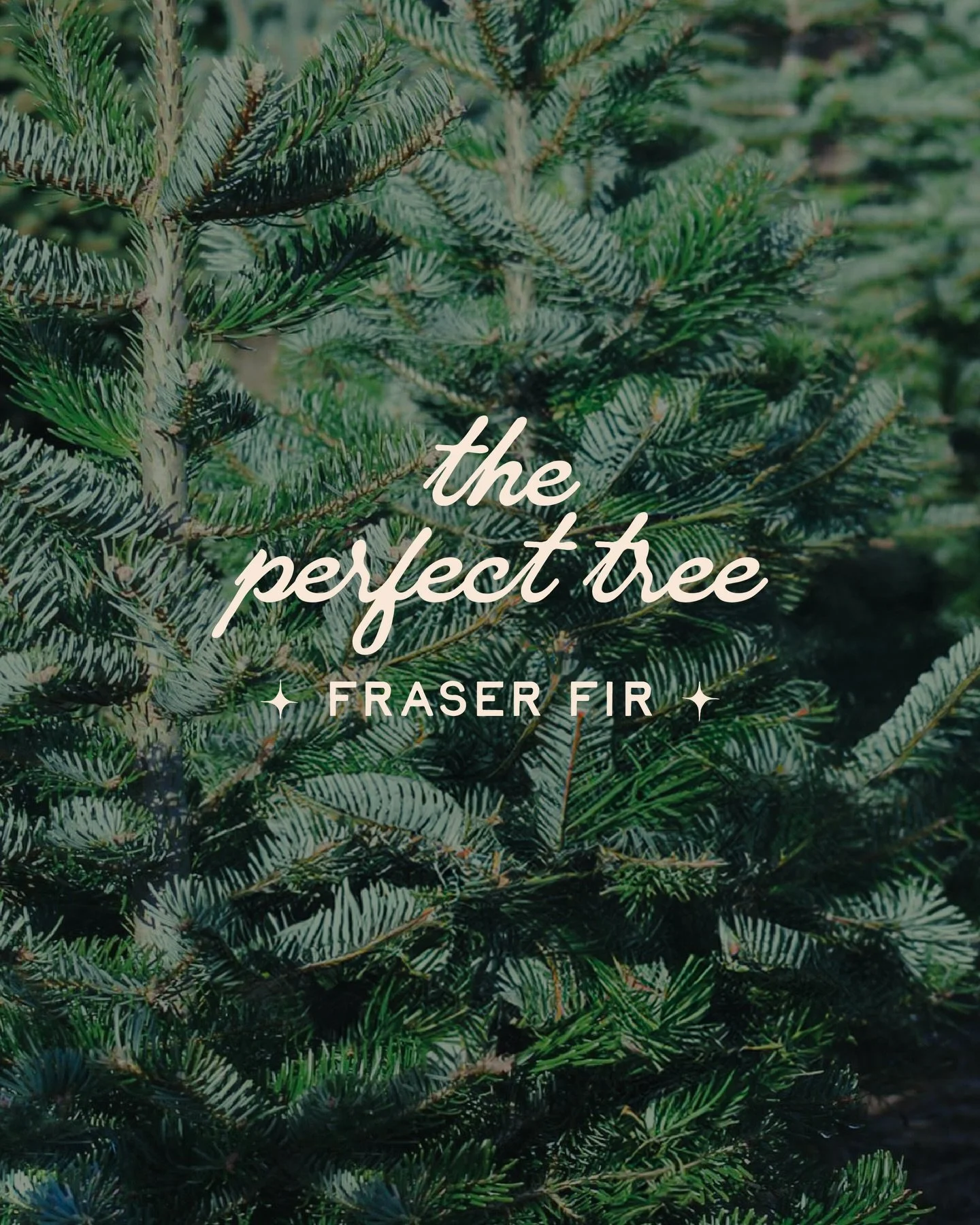 #1 premium Fraser fir! It&rsquo;s the perfect shape, has dark green needles with blue/ white underside, and is best rated for needle retention. We&rsquo;ll freshly cut the trunk and secure to your vehicle. Come and get one at The Herbary! 🌲