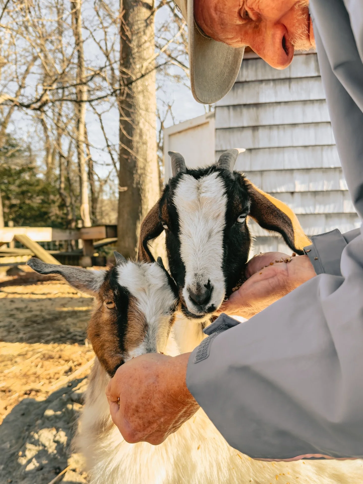 Our little goats enjoying the nice weather ☀️