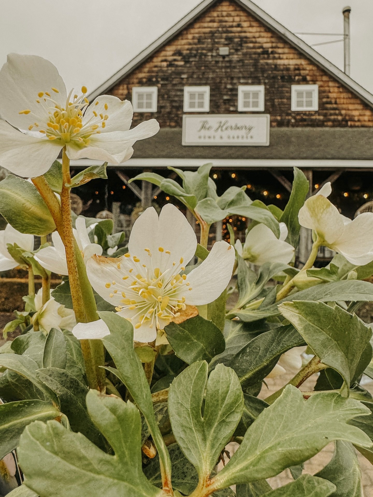 Our last weekend open before our winter break! Come shop our 60% off Christmas sale or grab some honey and houseplants to get you through the winter. We will be reopening in March on Saturdays. Thank you for another great year!