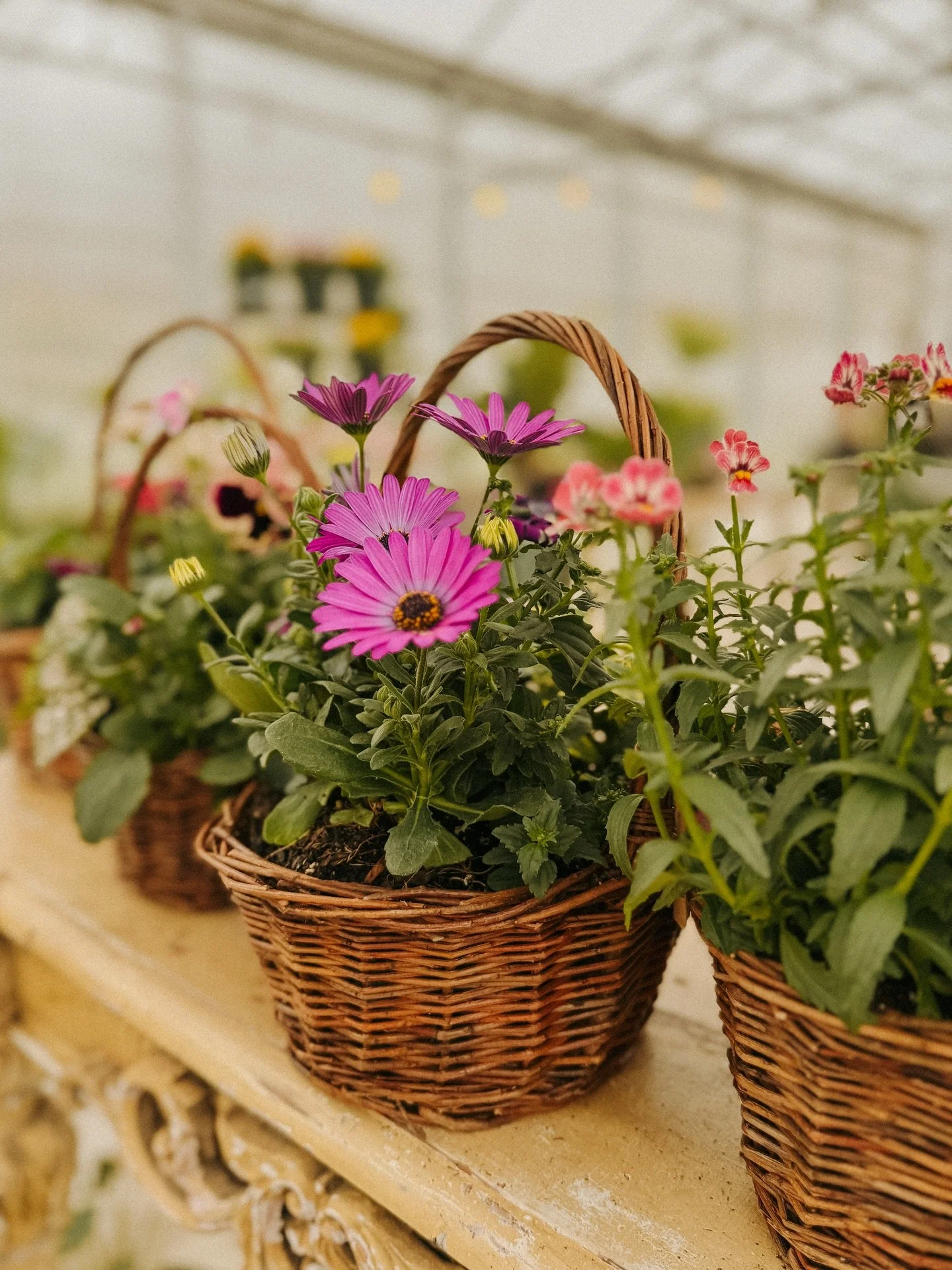 Spring baskets in bloom 🪻