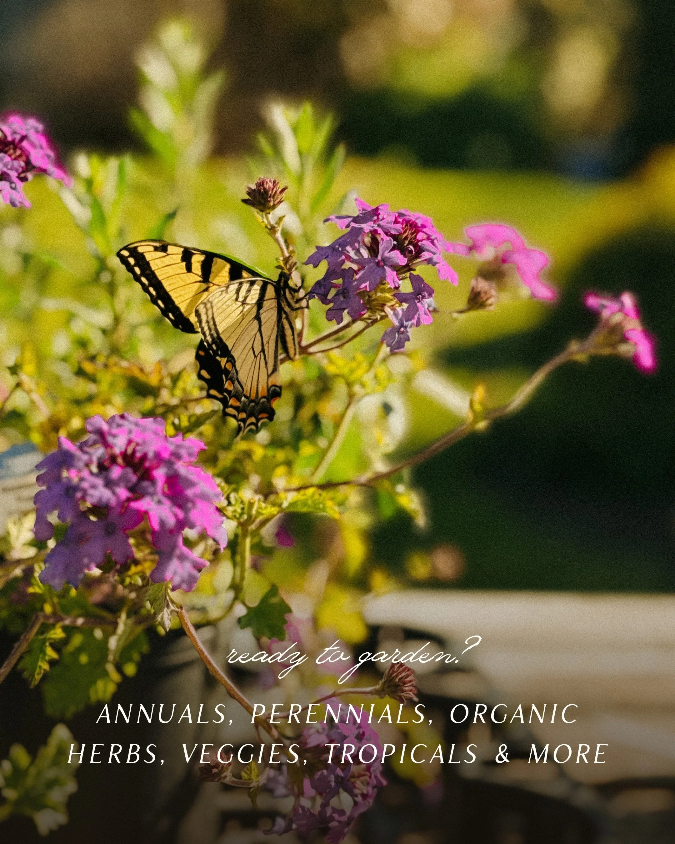 We&rsquo;re fully stocked! Annuals, perennials, organic herbs, veggies, tropicals, hanging baskets, and more! It&rsquo;s a beautiful day outside to start your garden 🌞