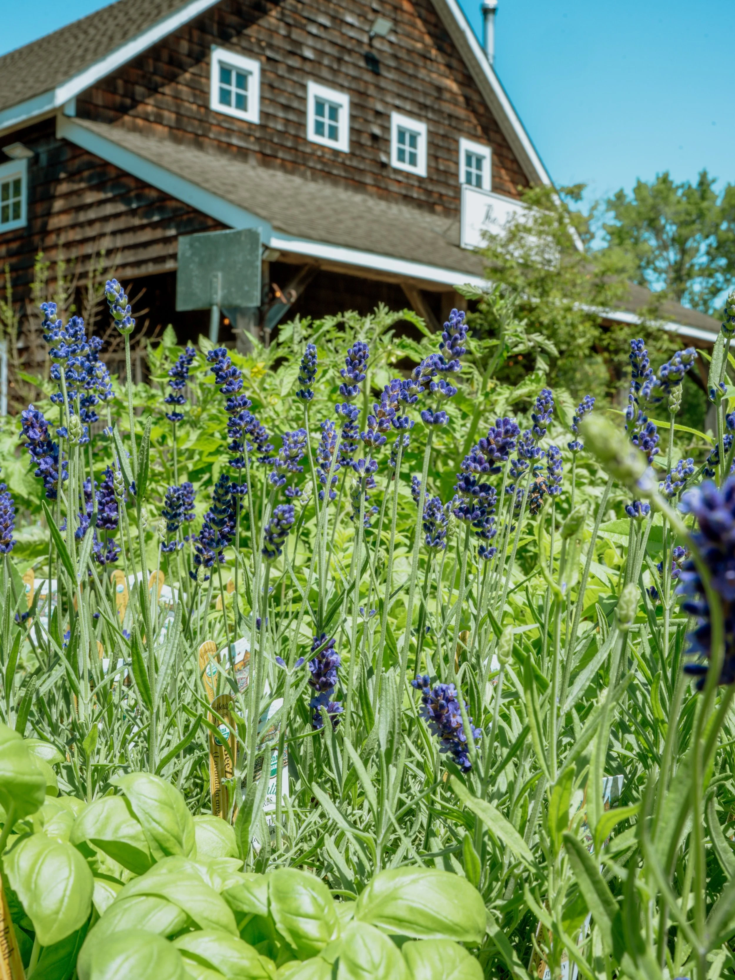 Organic herbs and veggie restock! Look how beautiful the lavender is 🪴