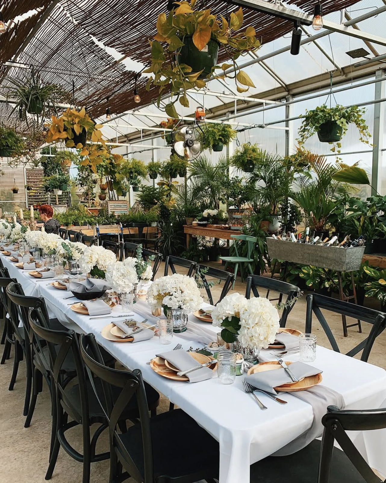 Long dining table set with white tablecloth, white hydrangea floral centerpieces, place settings, and black chairs inside a greenhouse with hanging plants and greenery.