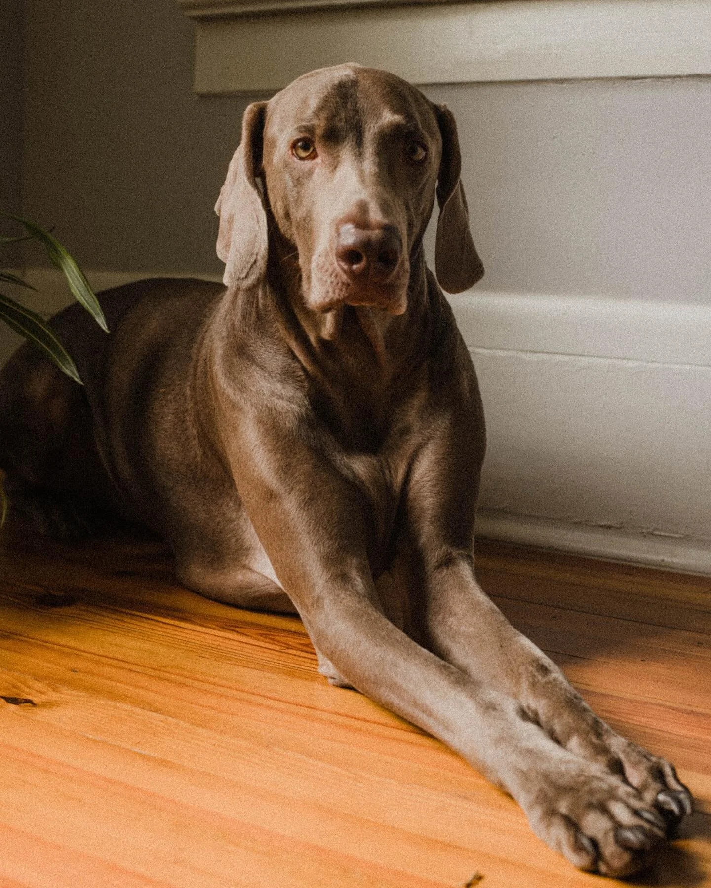 Farkle is FOUR!! 🎉🐾

He&rsquo;s currently really into chasing squirrels, playing games, running, and taking lots of naps. 

swipe for baby Farkle✨